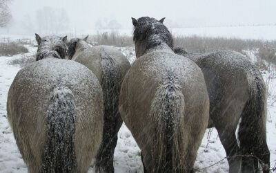 Hoe voer ik mijn paard tegen de kou?