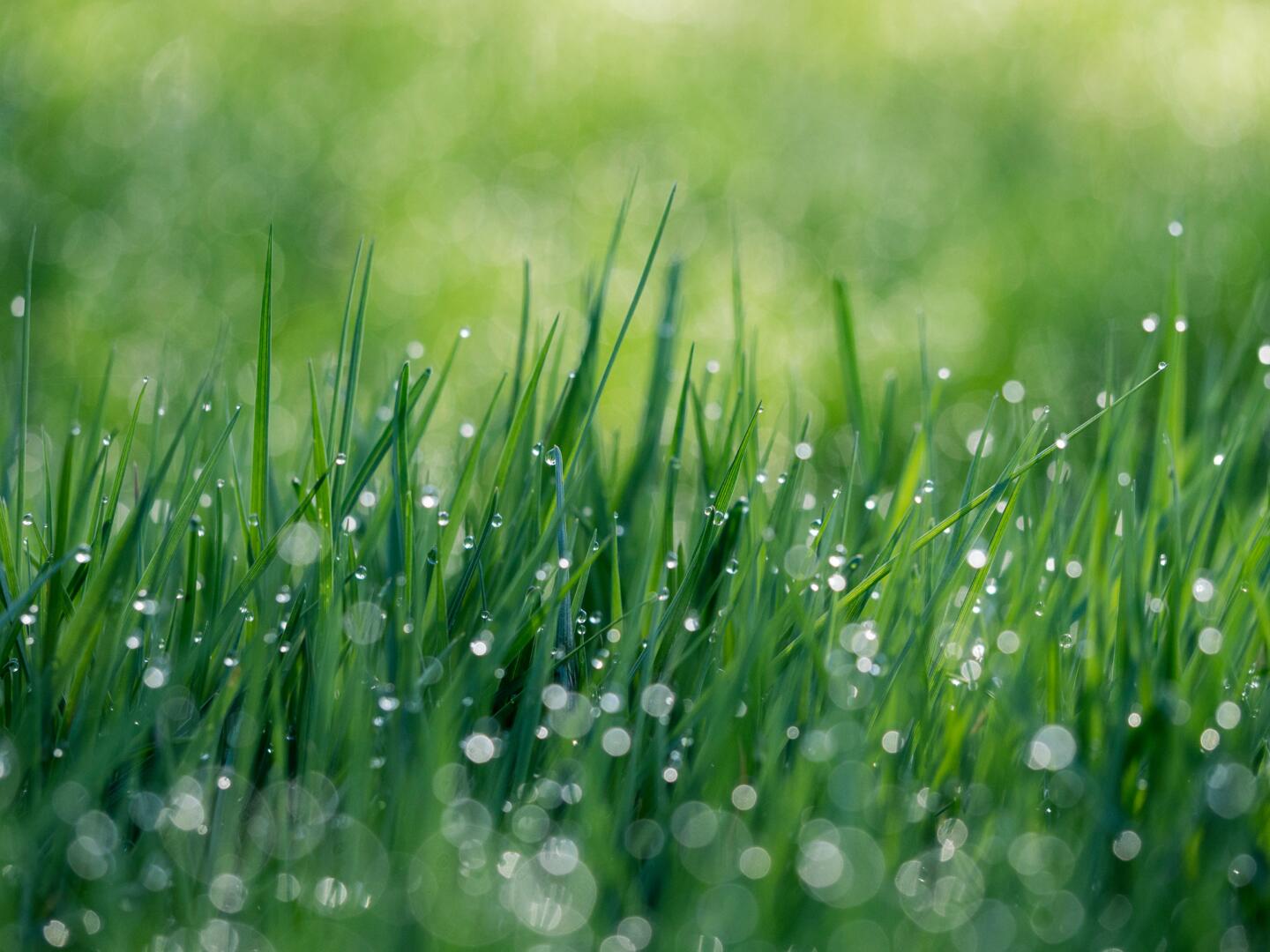 Gestresst gras kan mycotoxines bevatten