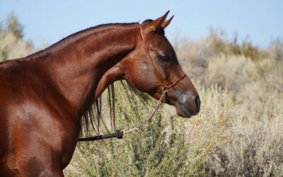 Zit jouw paard glanzend in zijn zomervacht?